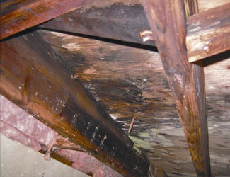 mold and rot in a Edison crawl space