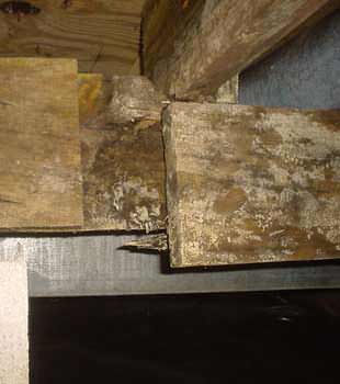 Extensive basement rot found in Jersey City by Quality 1st Basement Systems