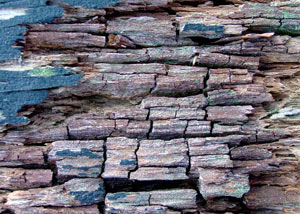 Dry rot damaging wood in Passaic