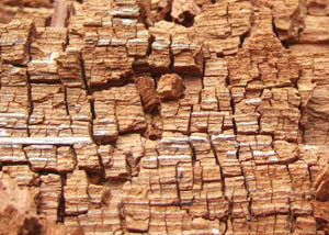 Wood severely damaged by dry rot damage in Old Bridge