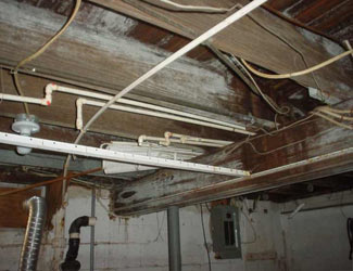 a humid basement overgrown with mold and rot in Essex Fells