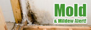 Mold Alert!